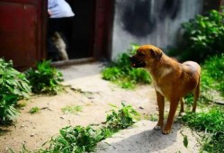 爆料狗带媳妇的视频大全,甜蜜瞬间尽收眼底